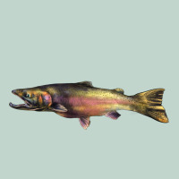 Steelhead Trout Zipper Hoodie | Teevron
