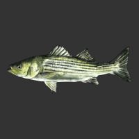 Striped Bass | Teevron