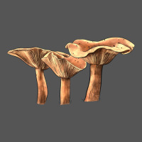 Lactarius Rufus Mushroom Zipper Hoodie | Teevron