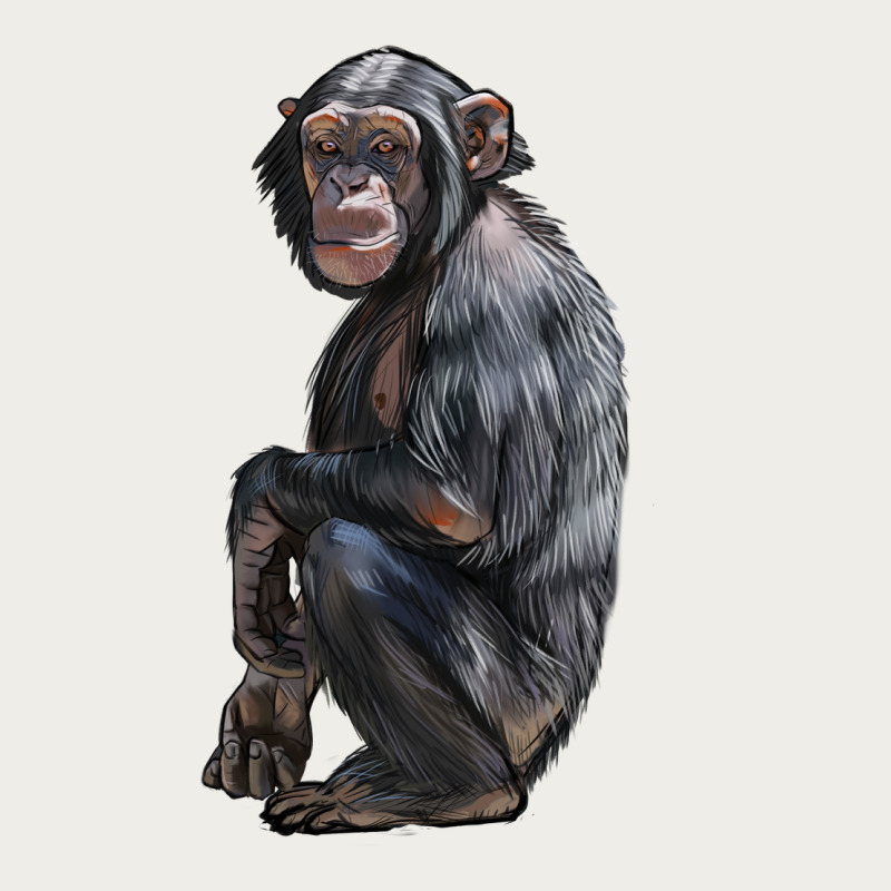Chimpanzee Illustrations Zipper Hoodie by LillyAllenDesigns | Teevron