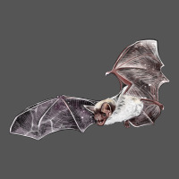 Mexican Free Tailed Bat Zipper Hoodie | Teevron