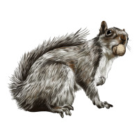 Gray Squirrel | Teevron