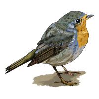 yellow breast | Teevron