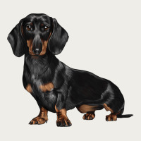 Dachshund Dog Illustrations Zipper Hoodie | Teevron