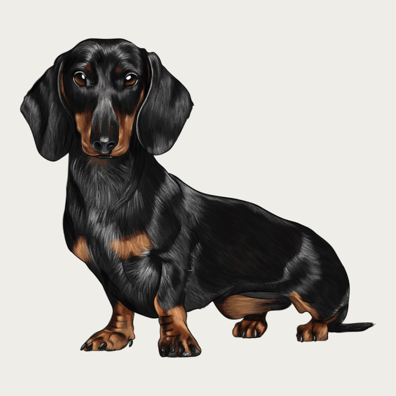 Dachshund Dog Illustrations Zipper Hoodie by LillyAllenDesigns | Teevron