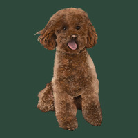 Poodles Dog Lllustrations Zipper Hoodie | Teevron