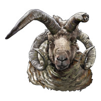 navajo churro sheep head | Teevron