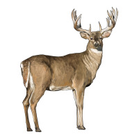 white tailed buck deer | Teevron