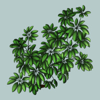 Botanical Schefflera Illustrations Heavy Core Tee | Teevron