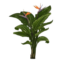 the bird of paradise | Teevron