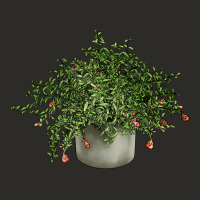 Dwarf Pomegranate Tree Illustrations Heavy Core Tee | Teevron