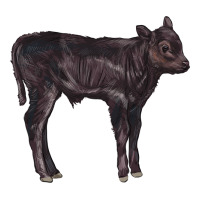 Black Angus Calf Illustrations | Teevron