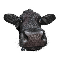 Black Angus Heifer | Teevron
