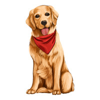 golden retriever | Teevron
