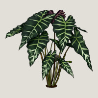 Amazon Elephant Ear Heavy Core Tee | Teevron