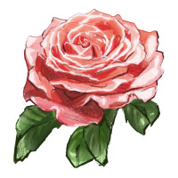 America Rose | Teevron