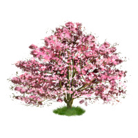 Flowering Dogwood Tree | Teevron