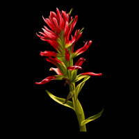 Indian Paintbrush Heavy Core Tee | Teevron