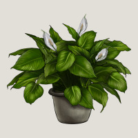 Peace Lily Heavy Core Tee | Teevron