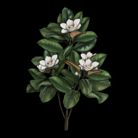 Magnolia Flower Illustrations Heavy Core Tee | Teevron
