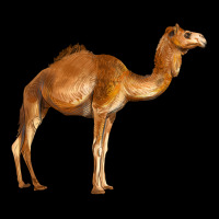 Camel Premium Tee | Teevron