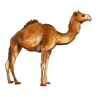 camel | Teevron