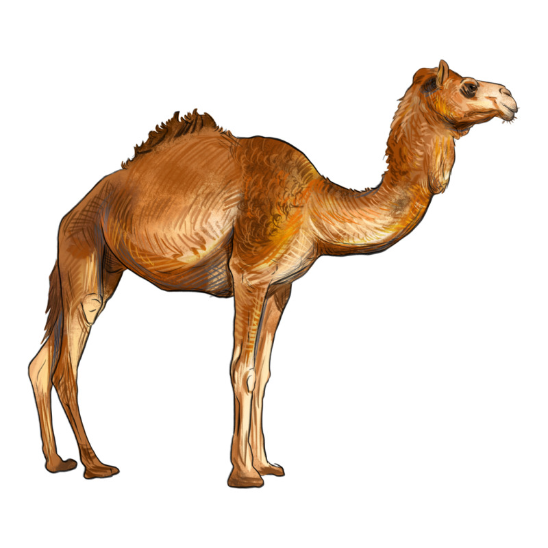Camel Ladies Tee by BarkalooDesign | Teevron