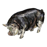 poland china pig | Teevron