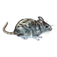 packrat aka, woodrat | Teevron