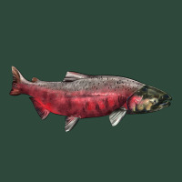 Chinook Salmon Fish Illustrations Zipper Hoodie | Teevron