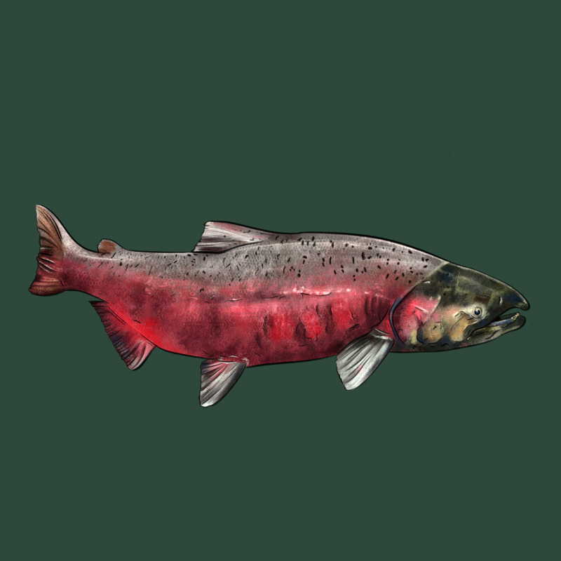 Chinook Salmon Fish Illustrations Zipper Hoodie by LillyAllenDesigns | Teevron