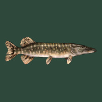 Northern Pike Fish Illustrations Zipper Hoodie | Teevron