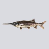Paddlefish Illustrations, Zipper Hoodie | Teevron
