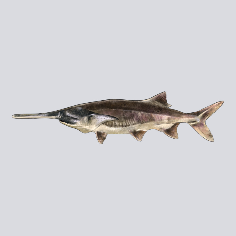 Paddlefish Illustrations, Zipper Hoodie by LillyAllenDesigns | Teevron