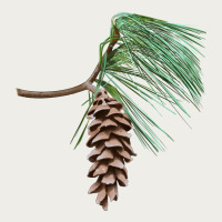 White Pine Cone Zipper Hoodie | Teevron