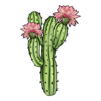 cactus 4 | Teevron