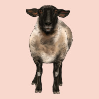 Suffolk Ewe Front Urban Hoodie | Teevron