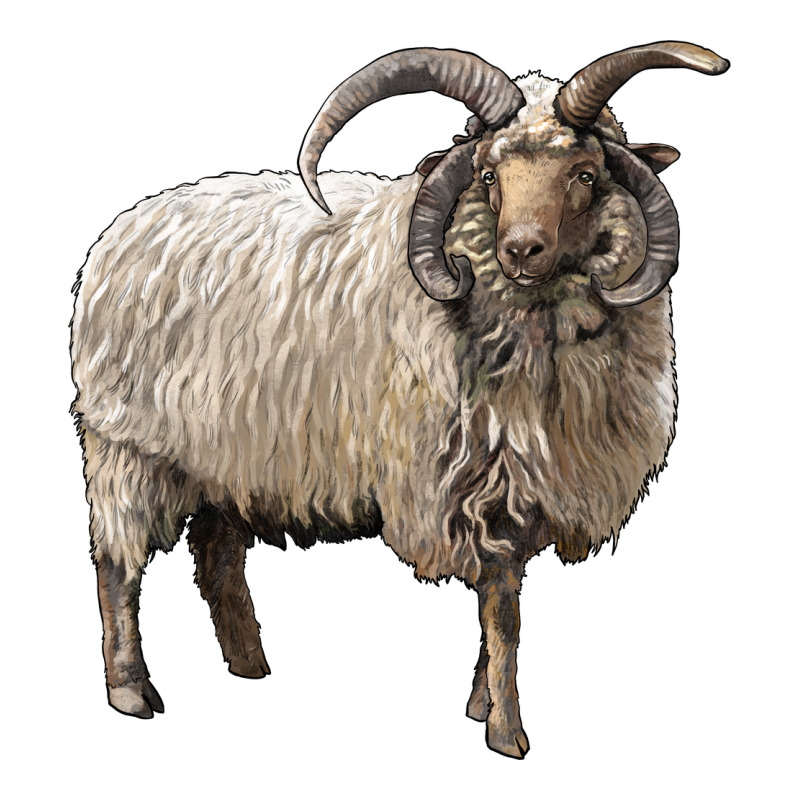 Navajo Churro Sheep Premium Tee by LillyAllenDesigns | Teevron