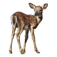 White Tailed Fawn Deer Premium Tee | Teevron