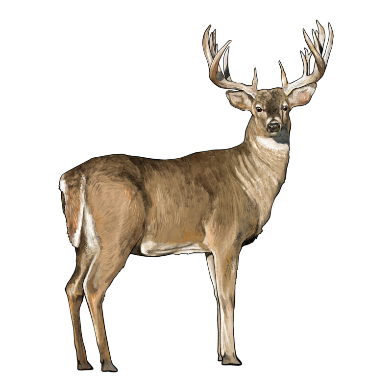 White Tailed Buck Deer Premium Tee by LillyAllenDesigns | Teevron