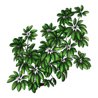 Botanical Schefflera Illustrations | Teevron