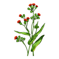 Tassel Flower Illustrations | Teevron