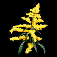 Botanical Goldenrod Illustrations Premium Tee | Teevron