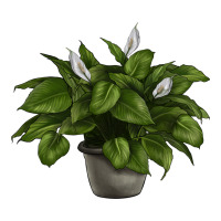 Peace Lily | Teevron