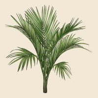 Botanical Majesty Palm Illustrations Premium Tee | Teevron