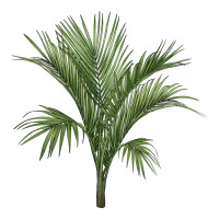 Botanical Majesty Palm Illustrations | Teevron