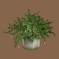 Dwarf Pomegranate Tree Illustrations Premium Tee | Teevron