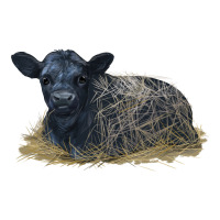 Black Angus Calf Illustrations | Teevron