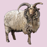 Navajo Churro Sheep Ladies Tee | Teevron