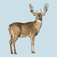 White Tailed Buck Deer Ladies Tee | Teevron